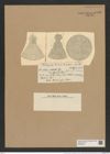 Coscinodiscus radiatus var. subaqualis Grun. (de-Toni-Nr.: Genus 202, Species 4972) Zeichnungen Sammlung Grunow Nr. 8590 (NHMW-BOT-W0378243)